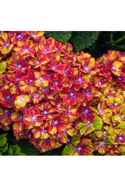 Гортензія широколиста Саксон Шлосс Вакербарт ціна